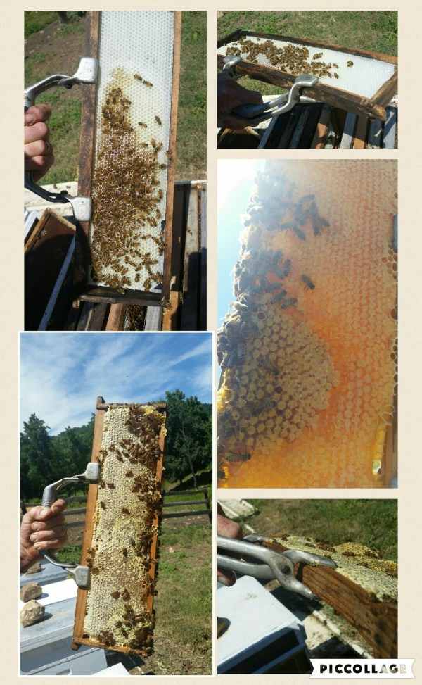 Collage 2016-06-23 07_02_05